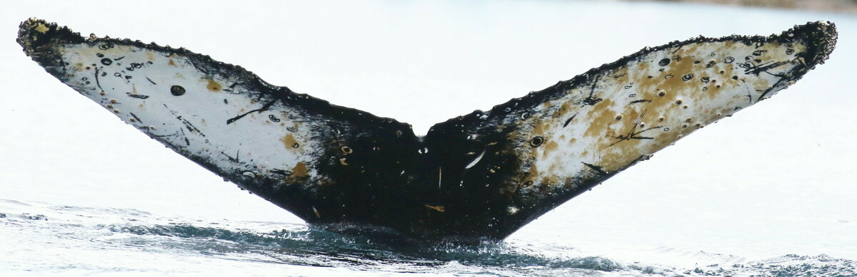Fluke of HW-MN1304487
