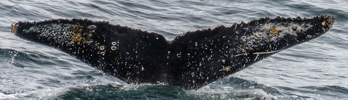 Fluke of HW-MN1304493
