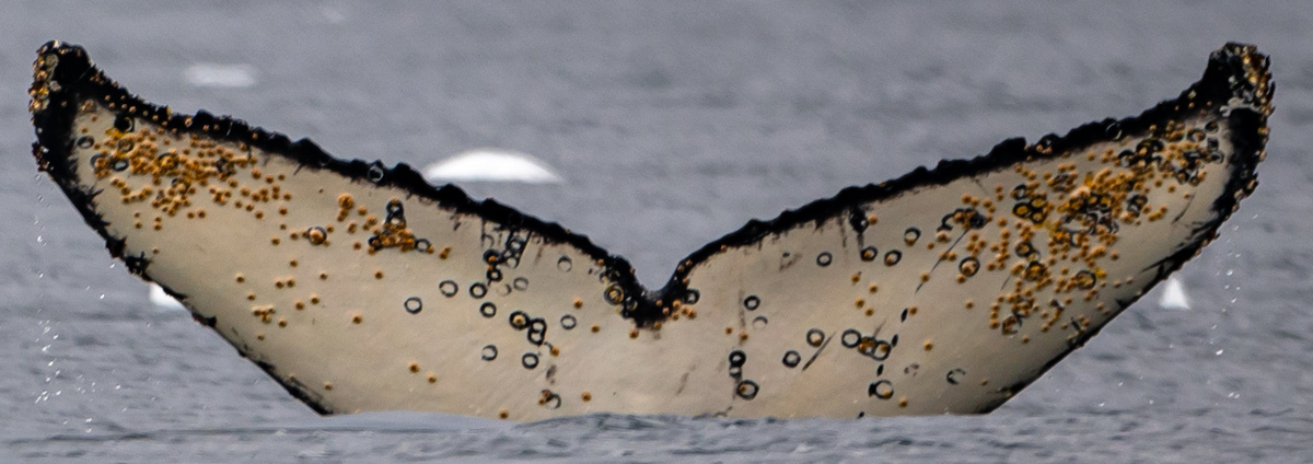 Fluke of HW-MN1304501