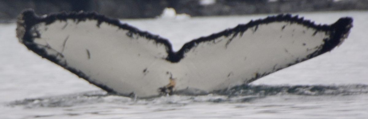 Fluke of HW-MN1304518
