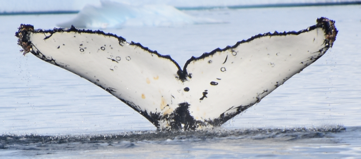 Fluke of Boob (Antarctica)