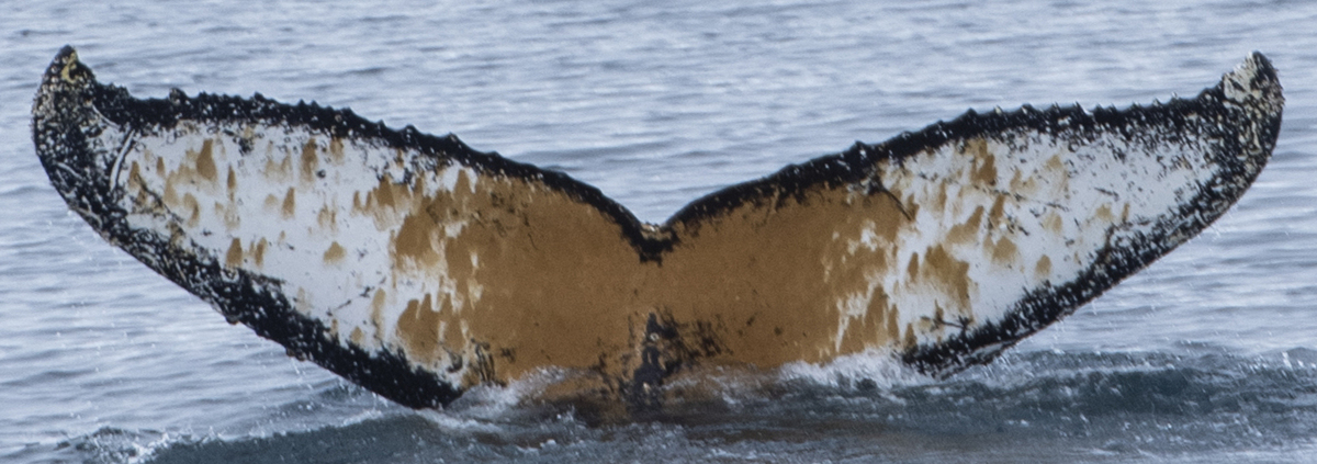 Fluke of HW-MN1304526