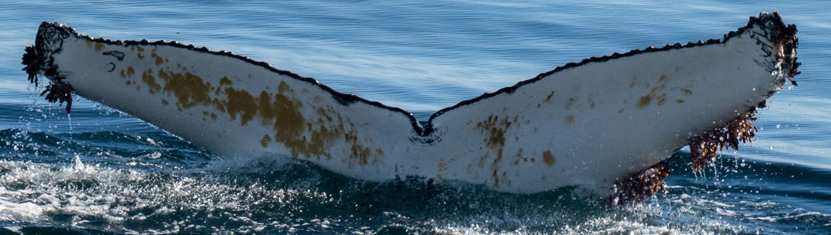 Fluke of HW-MN1304528