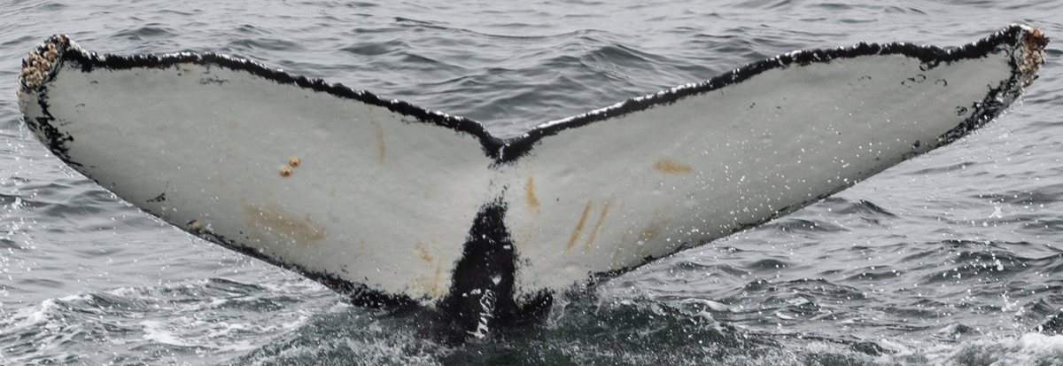 Fluke of HW-MN1304541