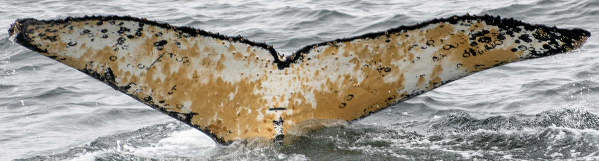 Fluke of HW-MN1304542
