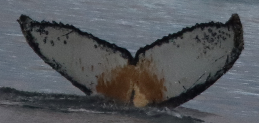 Fluke of Justin Credible (Antarctica)
