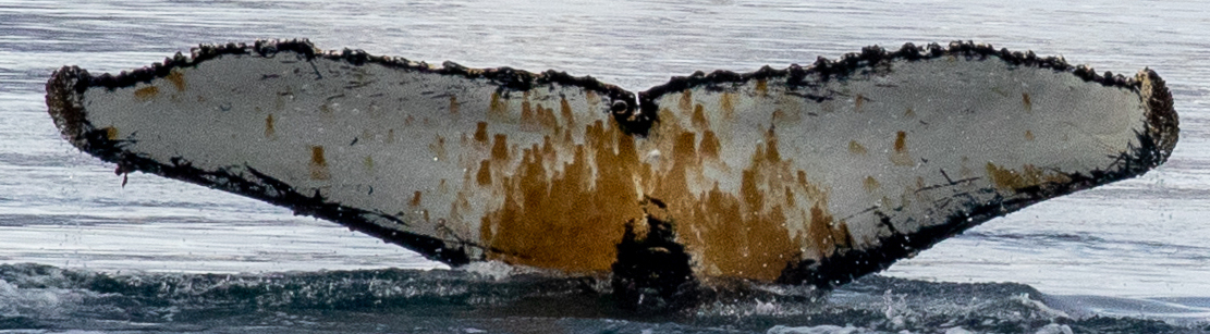Fluke of HW-MN1304559