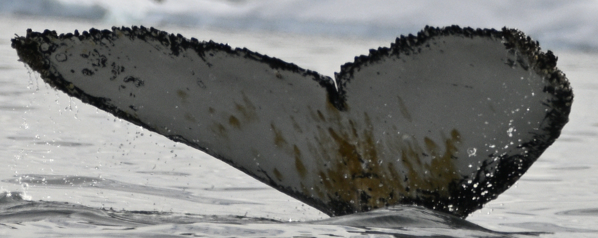 Fluke of Lu (Antarctica)
