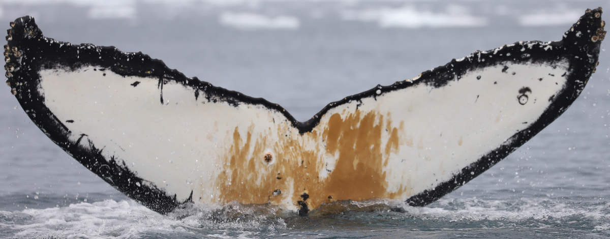 Fluke of Bip the Whale (Antarctica)