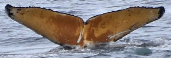 Fluke of HW-MN1304570