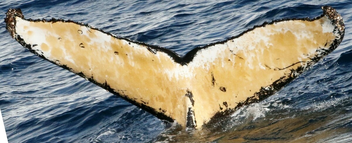 Fluke of HW-MN1304574