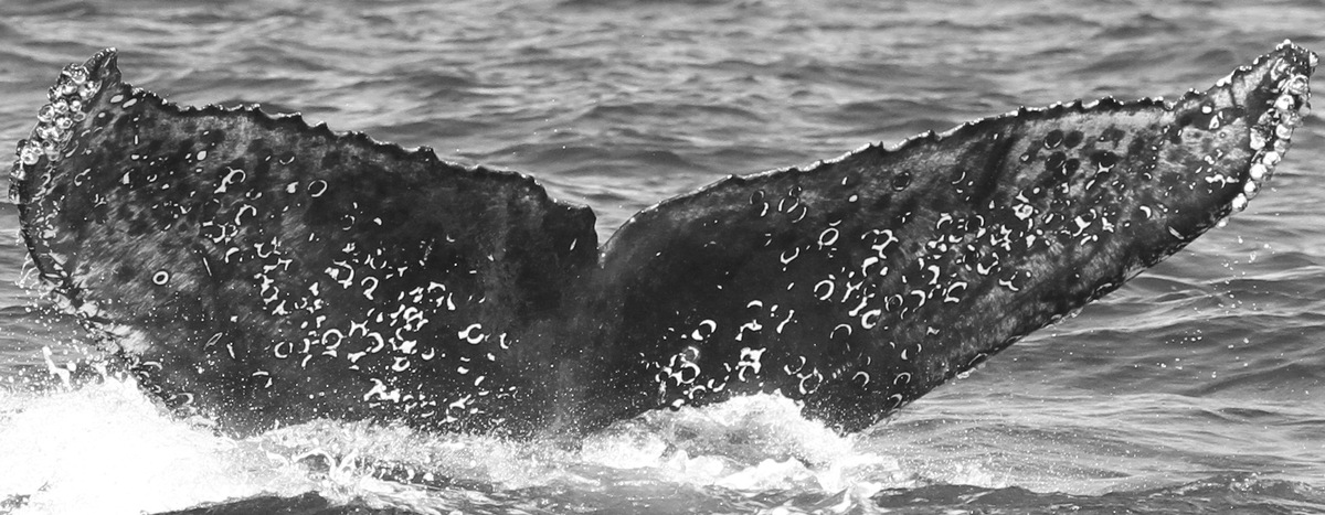 Fluke of CRC-15848