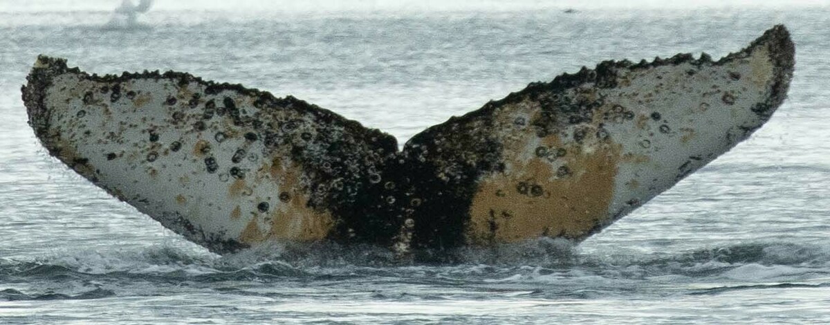 Fluke of HW-MN1304595