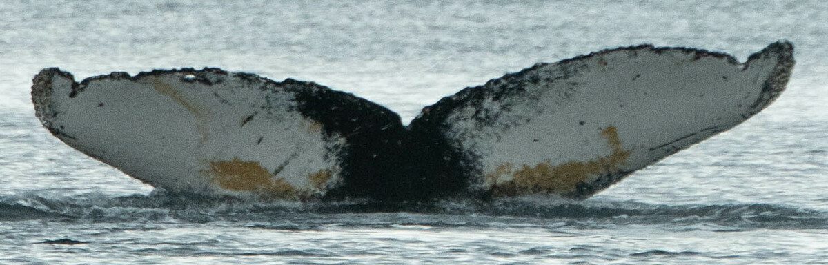 Fluke of HW-MN1304596