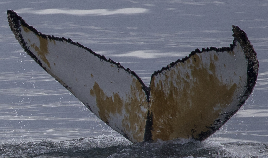 Fluke of HW-MN1304598