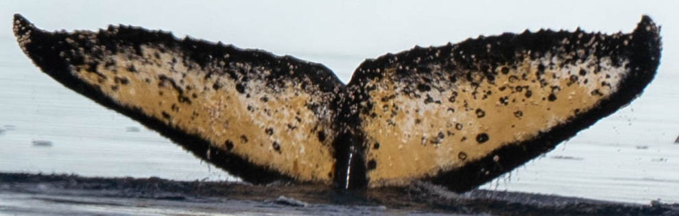 Fluke of HW-MN1304599