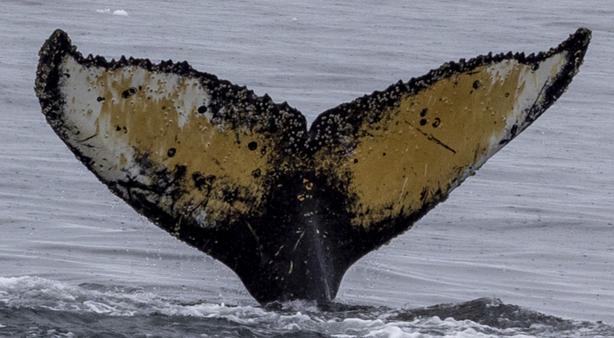 Fluke of HW-MN1304605