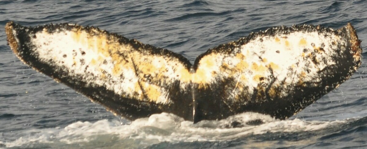 Fluke of HW-MN1304613