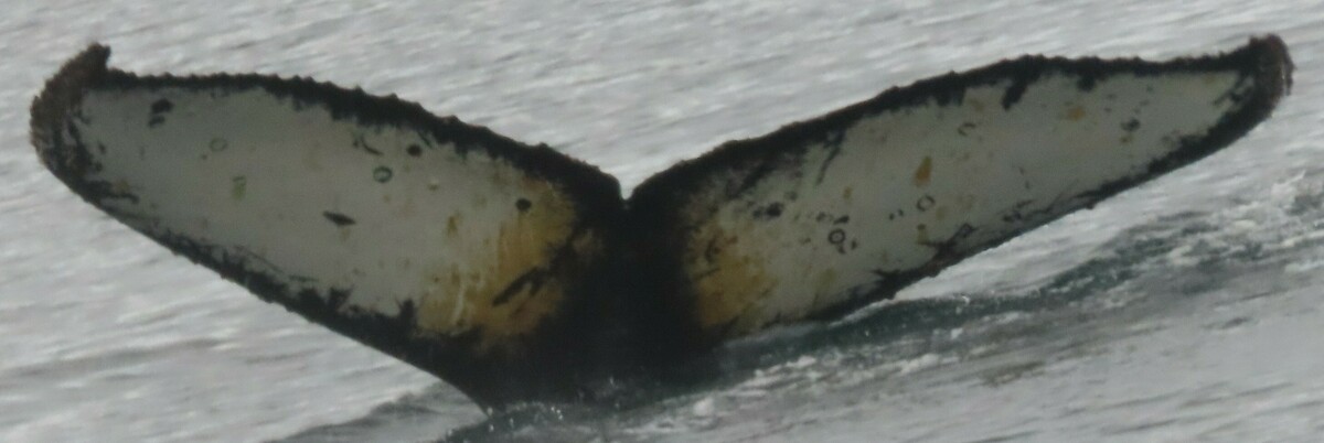 Fluke of HW-MN1304635