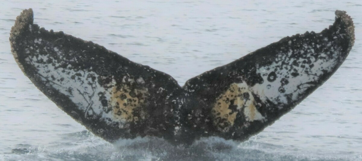 Fluke of HW-MN1304644