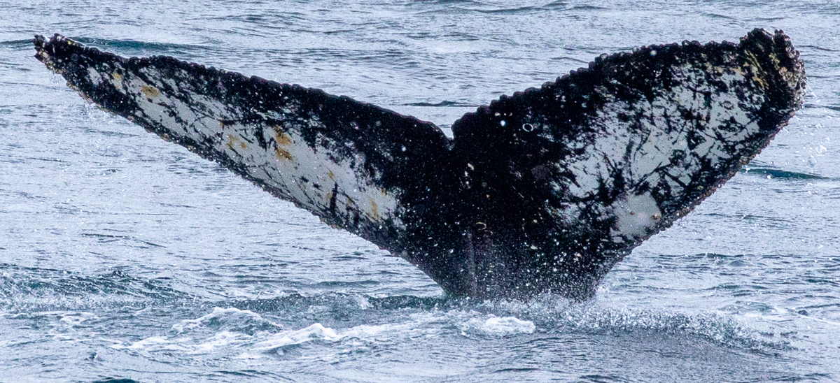 Fluke of HW-MN1304649