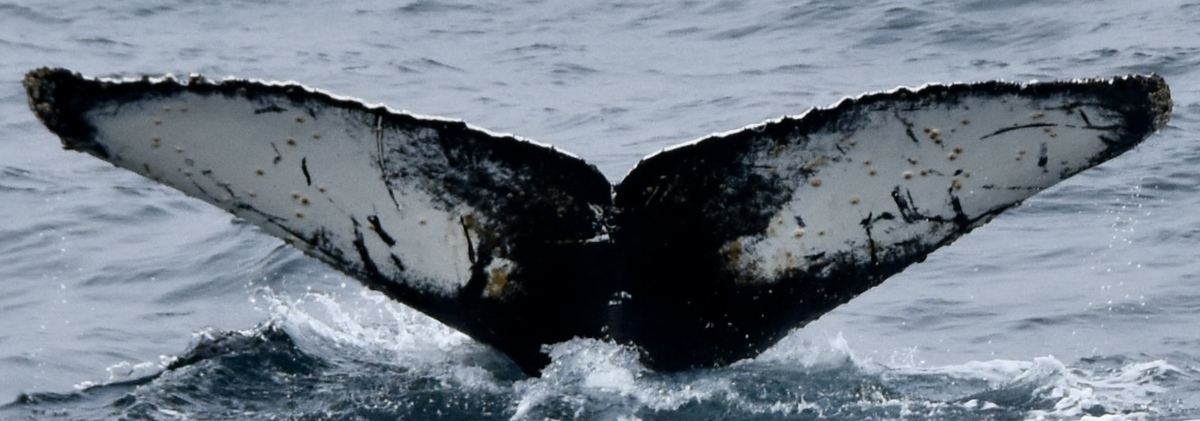 Fluke of HW-MN1304652