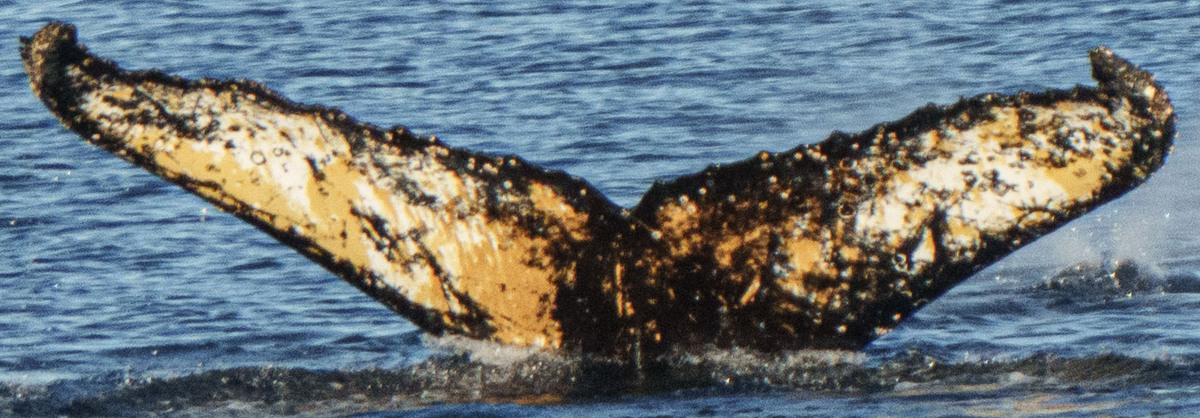 Fluke of HW-MN1304665