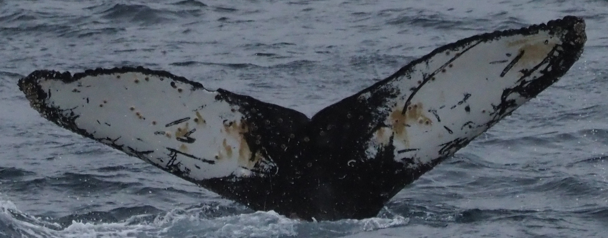 Fluke of HW-MN1304670
