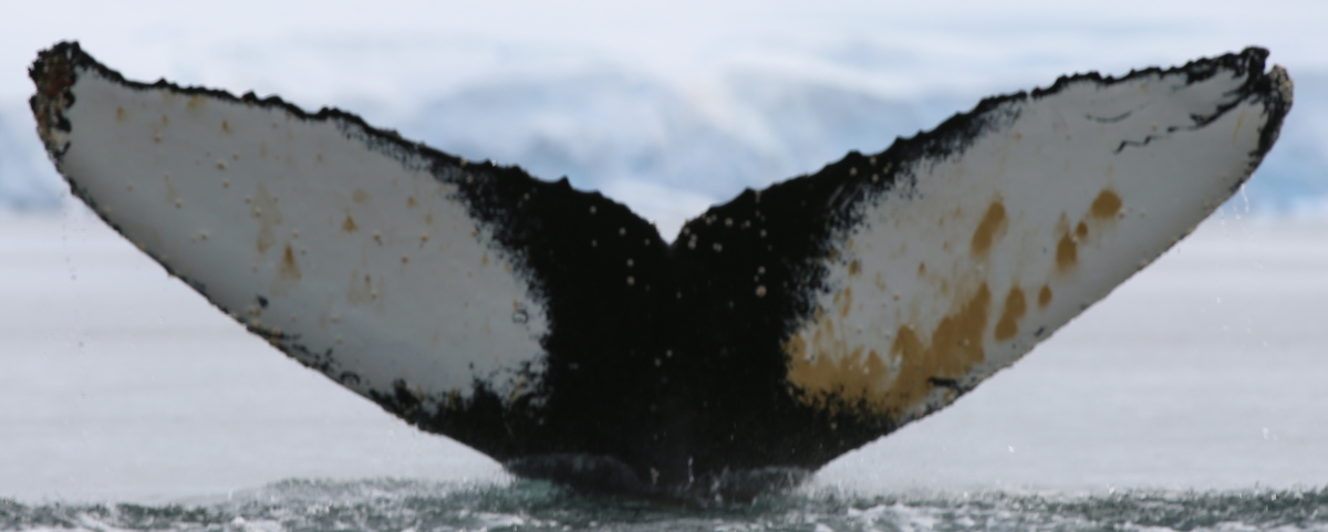 Fluke of HW-MN1304674
