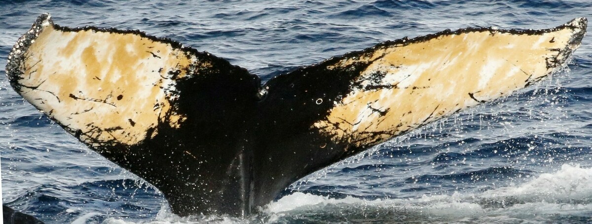 Fluke of HW-MN1304675