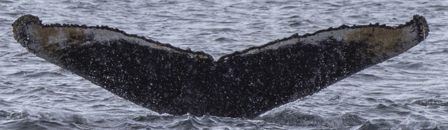 Fluke of HW-MN1304710