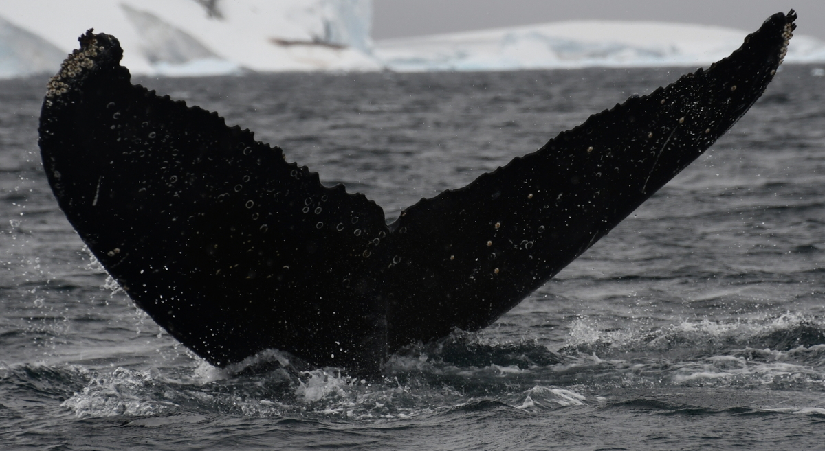 Fluke of HW-MN1304717