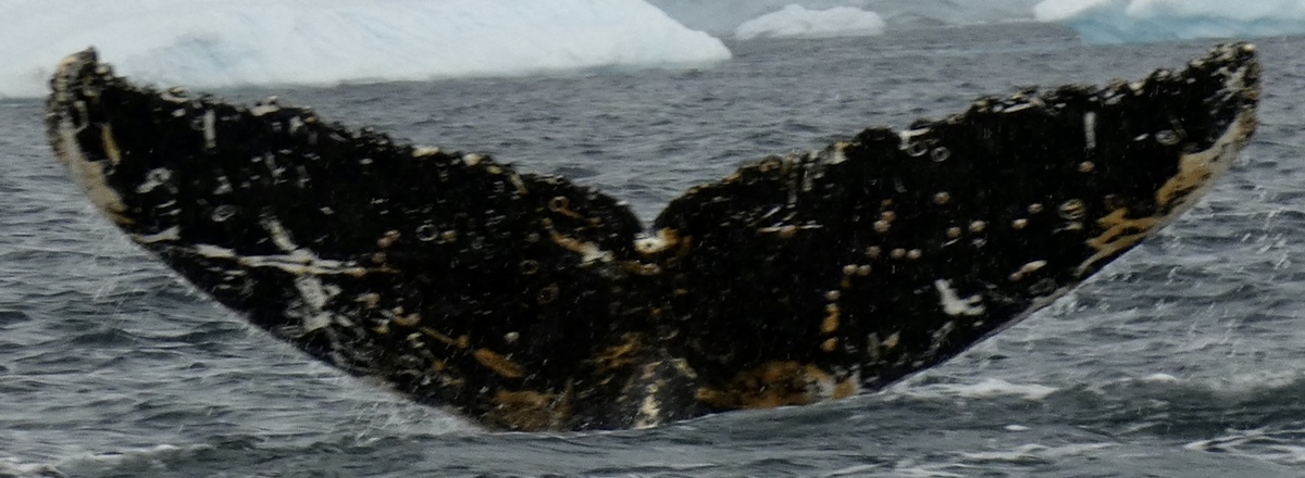 Fluke of HW-MN1304731