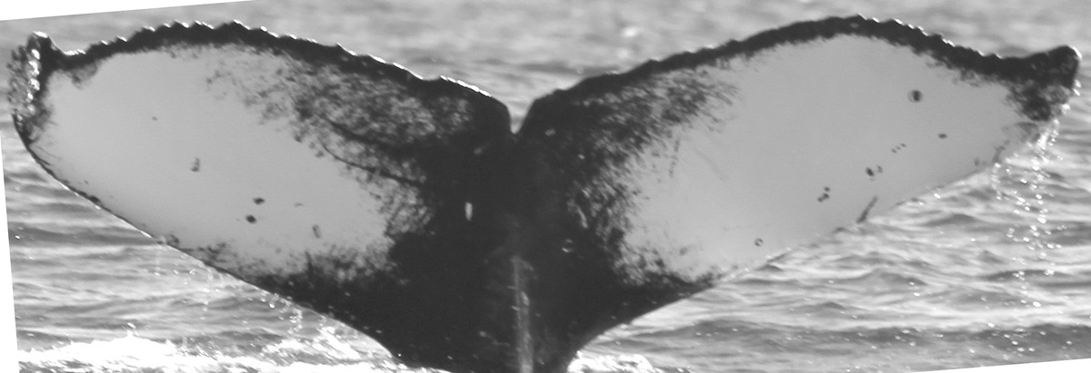 Fluke of CRC-15839