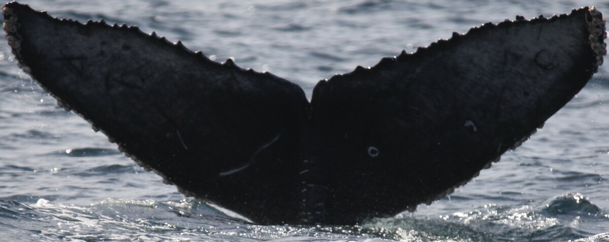 Fluke of UDC-0483
