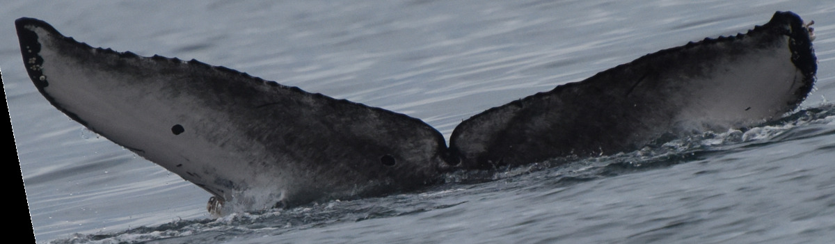 Fluke of CRC-22455