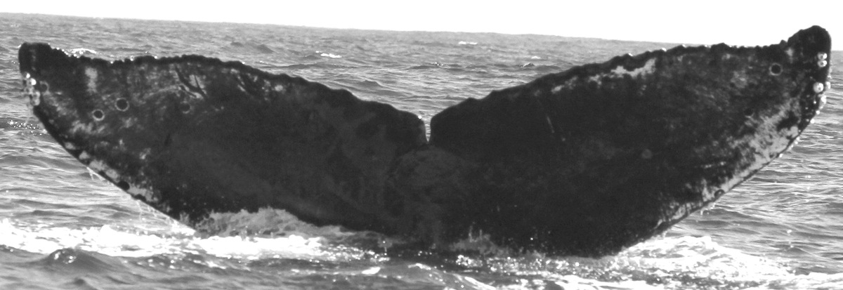 Fluke of CRC-15151