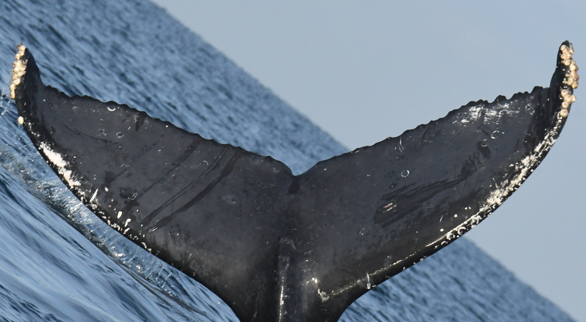 Fluke of FIBB-5BB1338