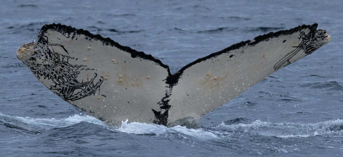 Fluke of CRC-15851