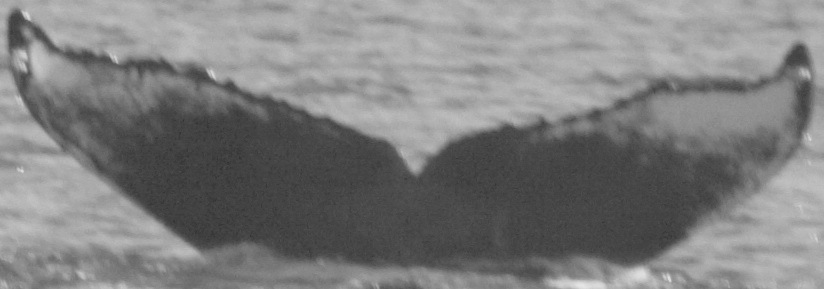 Fluke of CRC-11243