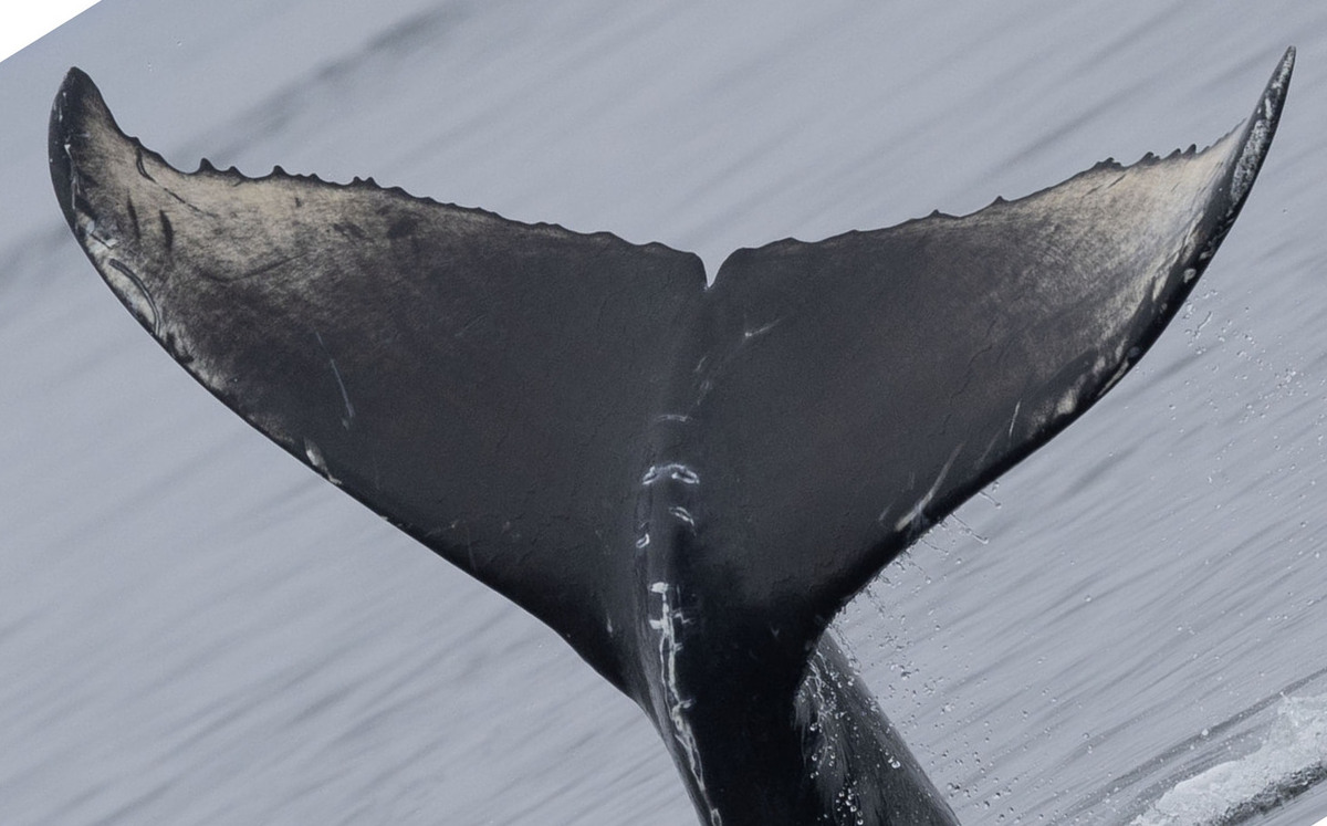 Fluke of Olivine (Juneau) (2023 calf of Magma aka Desdemona)