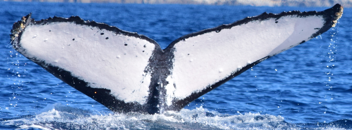Fluke of HW-MN0523205