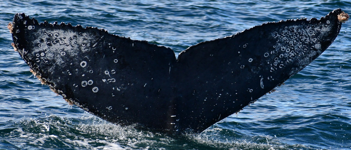 Fluke of HW-MN0523208