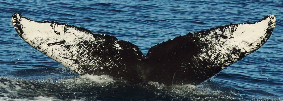Fluke of Mufasa (Salish Sea) & Sirena (ECOBAC)