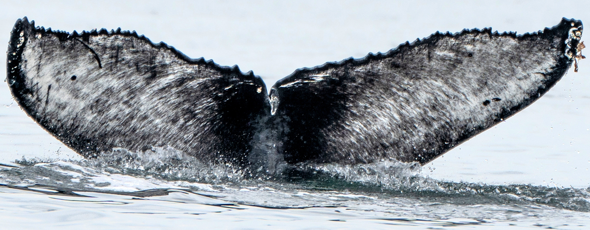 Fluke of CRC-21566