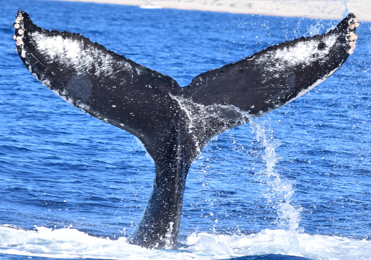 Fluke of HW-MN0523220