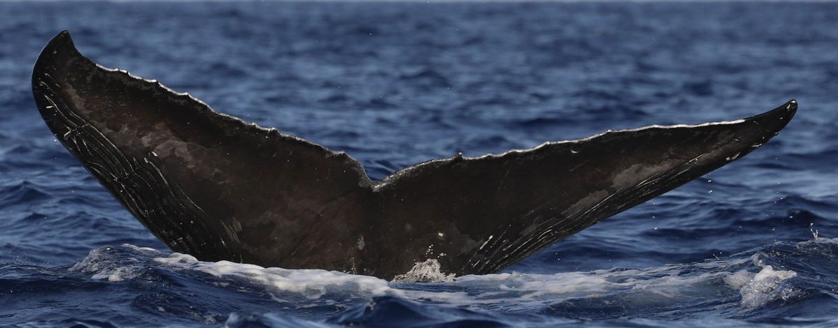 Fluke of CRC-21567