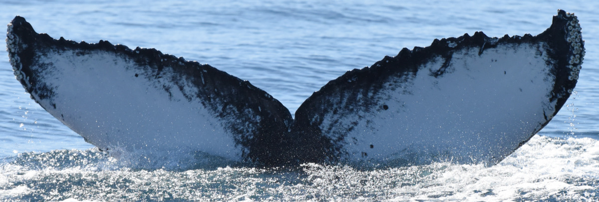 Fluke of HW-MN0523234