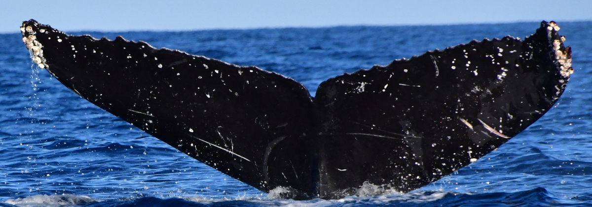 Fluke of HW-MN0523236