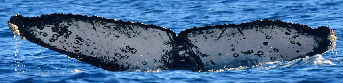 Fluke of CRC-21569